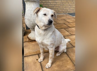 ♥PALOMA♥ neu auf Pflegestelle bei Duisburg - sanfte, ganz liebe, sensible, wunderschöne Hündin 40cm