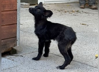 ♥TRACY♥ neu auf Pflegestelle bei Köln - zuckersüßes, verspieltes Welpenmädchen 33 cm (wachsend)