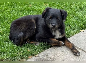 ♥BAMBU♥ auf Pflegestelle bei Köln - entzückendes, aufgewecktes Hundemädchen 37cm (wird mittelgroß)