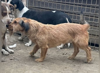 ♥FORREST♥ sensibler, sanfter, noch zurückhaltender kleiner Schatz 38 cm