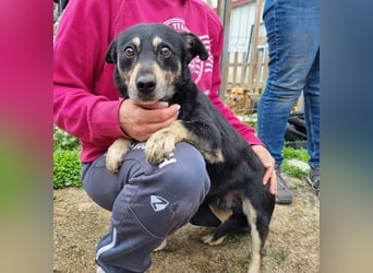 ♥LAURIN♥ süßer, noch zurückhaltender kleiner Rüde, der im Tierheim völlig überfordert ist 35 cm