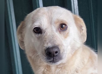 ♥PALOMA♥ neu auf Pflegestelle bei Duisburg - sanfte, ganz liebe, sensible, wunderschöne Hündin 40cm