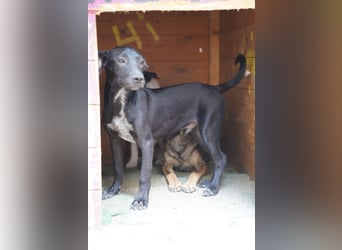 ⭐️TODD⭐️, tapsiger Entdecker, Welpe, Rüde, 9 Monate, ca. 24 cm, Mischling, Tierschutz