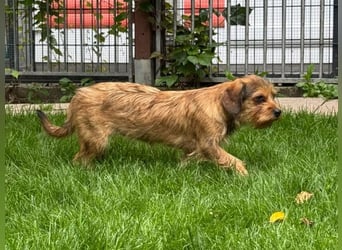 ♥ANTONELLA♥ auf Pflegestelle in Köln - zuckersüße, etwas zurückhaltende Juniorin 29cm (wachsend)
