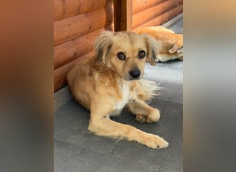 ♥BARLEY♥ neu auf Pflegestelle bei Köln - wunderschöner, noch etwas unsicherer Junghund 40cm