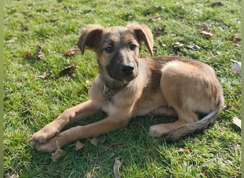 ♥TERESA♥ neu auf Pflegestelle bei Köln - zuckersüße, verspielte Welpin 38cm (wachsend)