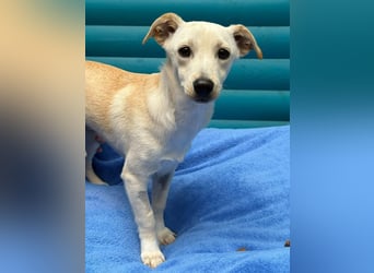 ♥LUNA♥ auf Pflegestelle bei Köln - niedliche, noch unsichere kleine Junghündin 35cm