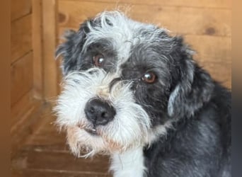 ♥OREO♥ ab 4. Sep auf Pflegestelle bei Köln- süßer, total freundlicher und aufgeschlossener Rüde 28cm