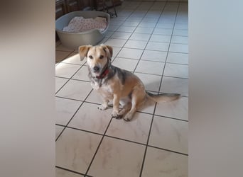 ♥MABLE♥ verliert ihr Zuhause bei Münster - hübsche, ganz liebe, anhängliche Hündin 40 cm