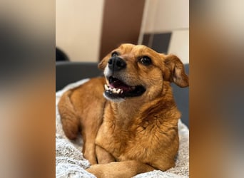 ♥MARILOU♥ auf Pflegestelle bei Köln - absolut menschenbezogene und verschmuste Hündin 40cm