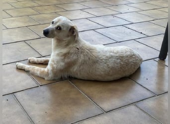♥PALOMA♥ neu auf Pflegestelle bei Duisburg - sanfte, ganz liebe, sensible, wunderschöne Hündin 40cm