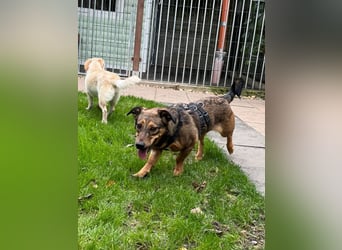 ♥MAYA♥ neu auf Pflegestelle bei Köln - süße, ganz liebe, noch unsichere kleine Junghündin 35 cm