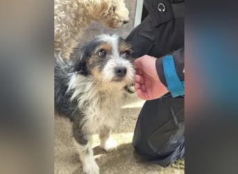 ♥BALU♥ ab Anfang Nov auf Pflegestelle bei Köln - zuckersüßer, verschmuster kleiner Rüde 30 cm