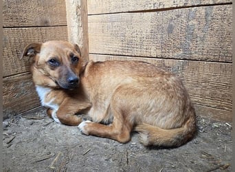 ♥SUKI♥ hübsche, rehbraune, anfangs noch vorsichtige kleine Junghündin 31 cm