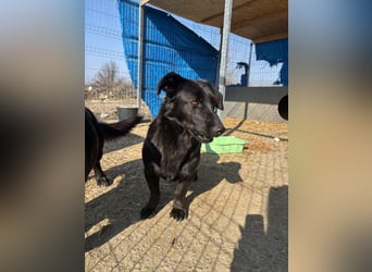⭐️MARIUCA⭐️, witzige, kleine Hündin, 3,5 Jahre, 37 cm, Mischling, Tierschutz Rumänien