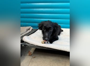 ♥TOKIO♥ auf Pflegestelle bei Köln - zuckersüßer, verspielter kleiner Welpe 28 cm