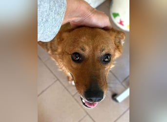 ♥JODY♥ ab 18. Jul auf Pflegestelle bei Köln -süße, zutrauliche und verschmuste kleine Hündin 35-40cm