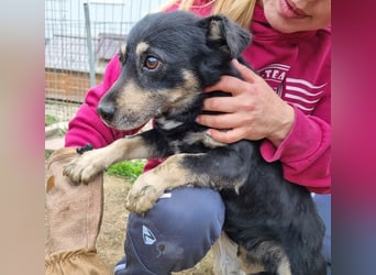 ♥LAURIN♥ süßer, noch zurückhaltender kleiner Rüde, der im Tierheim völlig überfordert ist 35 cm