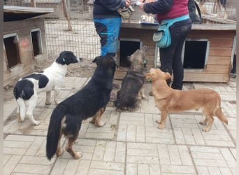 ♥RINGO♥ zuckersüßer, ruhiger kleiner sanfter Schatz 38 cm