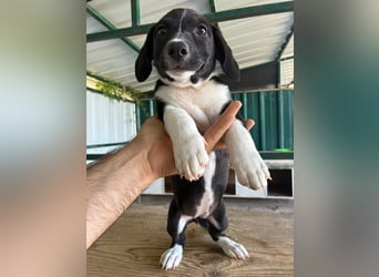 ♥ELENA♥ süßes, offenes neugieriges Hundemädchen 26cm (wachsend) -wird kleiner bleiben bis mittelgroß