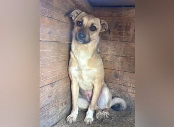 ♥KILA♥ süße, kleine, verspielte, anfangs noch zurückhaltende Junghündin 40 cm