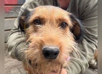 ♥FORREST♥ sensibler, sanfter, noch zurückhaltender kleiner Schatz 38 cm