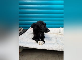 ♥TOKIO♥ auf Pflegestelle bei Köln - zuckersüßer, verspielter kleiner Welpe 28 cm