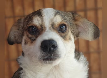 ♥OLLI♥ niedlicher tricolor-Junghund,der uns mit seiner angenehmen und ruhigen Art sehr berührt 36 cm