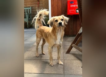 ♥BARLEY♥ neu auf Pflegestelle bei Köln - wunderschöner, noch etwas unsicherer Junghund 40cm