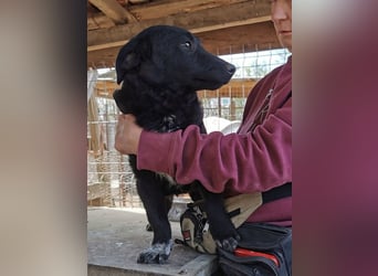 ♥BLACKJACK♥ wunderschöner, neugieriger, verschmuster und verspielter Junior mit lockigem Fell 32cm