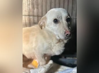 ♥ELIO♥ zarter, sensibler, noch unsicherer Jungrüde mit den großen Knopfaugen 35 cm