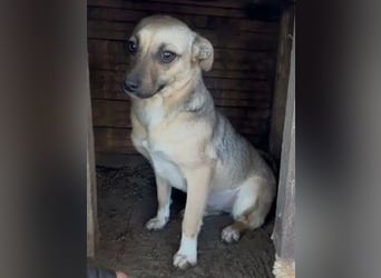 ♥KILA♥ süße, kleine, verspielte, anfangs noch zurückhaltende Junghündin 40 cm