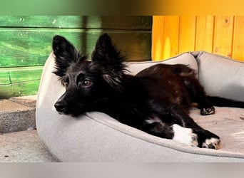 ♥TOKIO♥ auf Pflegestelle bei Köln - zuckersüßer, verspielter kleiner Welpe 28 cm