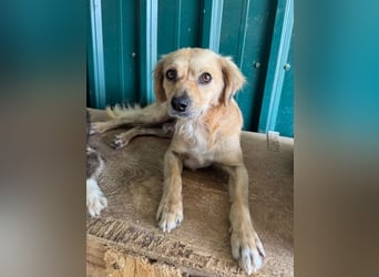 ♥BARLEY♥ ab 31. Juli auf Pflegestelle bei Köln - wunderschöner, menschenbezogener Junghund 40cm