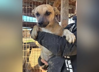 ♥KILA♥ süße, kleine, verspielte, anfangs noch zurückhaltende Junghündin 40 cm