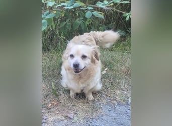 TIC, freundliche Herzenshündin, 2 Jahre, 30 cm, Pflegestelle 53773, Tierschutz Rumänien