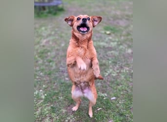 ♥MARILOU♥ auf Pflegestelle bei Köln - absolut menschenbezogene und verschmuste Hündin 40cm