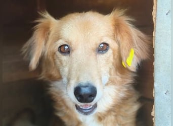 ♥ALLY♥ neu auf Pflegestelle bei Köln - hübsche, sanfte, noch etwas zurückhaltende Hündin 30cm