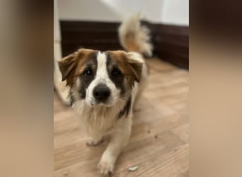 ⭐TOC⭐, süßer Kerl, Rüde, 2 Jahre, 35 cm, Mischling, Tierschutz Rumänien