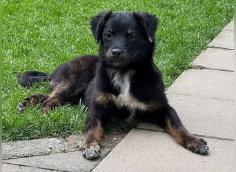 ♥BAMBU♥ auf Pflegestelle bei Köln - entzückendes, aufgewecktes Hundemädchen 37cm (wird mittelgroß)