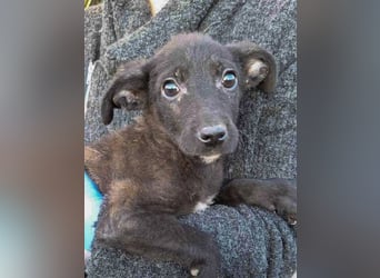 ⭐URBAN⭐, neugieriger Hundemann, 9 Monate, 33 cm, Mischling, Tierschutz Rumänien