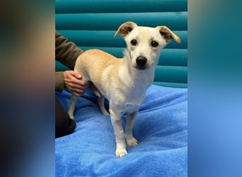 ♥LUNA♥ auf Pflegestelle bei Köln - niedliche, noch unsichere kleine Junghündin 35cm