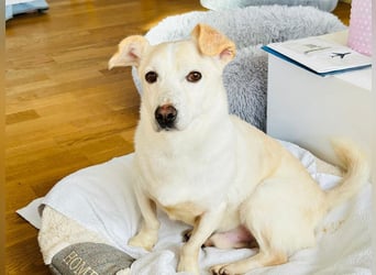 ♥MAMBO♥ auf Pflegestelle in Köln - verschmuster, anhänglicher kleiner Rüde 33 cm