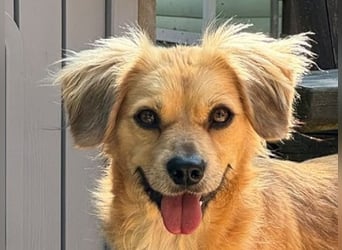 ♥BARLEY♥ neu auf Pflegestelle bei Köln - wunderschöner, noch etwas unsicherer Junghund 40cm