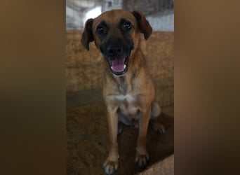 OLLI, lustiges Kerlchen, 1,5 Jahre, 36 cm, Mischling, Pflegestelle Köln, Tierschutz Rumänien