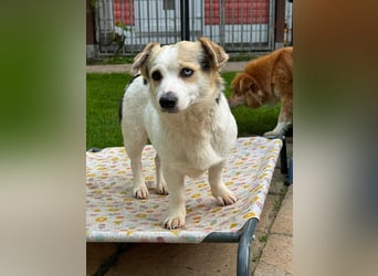 ♥TARA♥ neu auf Pflegest bei Köln-zarte,anfangs noch vorsichtige Hündin, die immer mehr aufblüht 30cm