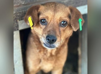 ♥MARILOU♥ zauberhafte, neugierige, noch unsichere Hündin, die sicher schnell Vertrauen fasst 40 cm