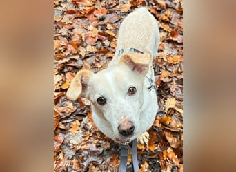 ♥MAMBO♥ auf Pflegestelle in Köln - verschmuster, anhänglicher kleiner Rüde 33 cm