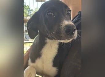 ♥ARNO♥ ab 15. Aug auf Pflegestelle bei Duisburg - wunderschöner, verspielter Junior 40cm (wachsend)