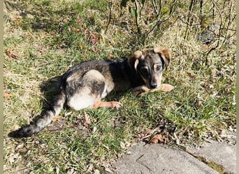 ♥HEIDI♥ neu auf Pflegestelle bei Köln - süße Welpin, die im Moment aufgepäppelt wird 32cm (wachsend)